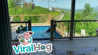 Black Bears Drop by for a Pool Party || ViralHog