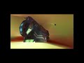 Homeworld: Emergence (Cataclysm) Remastered Playthrough Ep01 - Mission 1 - Hiigara
