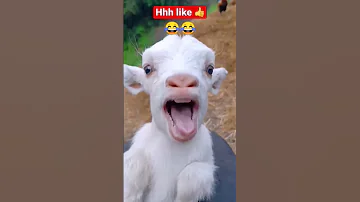 Short Goat صوت ماعز Funny Childern ضحك 
