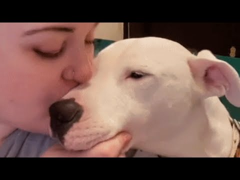 Video: Blindhund har sin egen sejende hund - og de søger begge for et evigt hjem sammen!