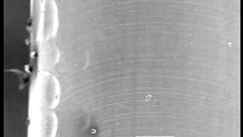 SEM study of slip in undeformed cadmium single crystal, long version