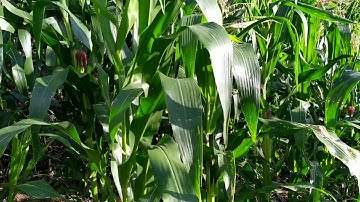Suasana Pagi Hari Di Kebun Jagung