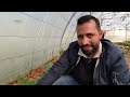 علامات النضوج لنبتة الكرمب وأهمية التعشيب خيرات الارض 