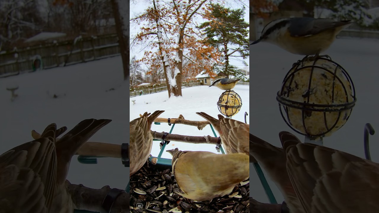 Re-Breasted Nuthatch says hello to, American Goldfinches and House finches.