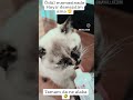 Tamam da kanka ne alaka 🤣🐾🤭 #keşfetbeniöneçıkar #cat  #catshorts #ingstagram #kedivideoları
