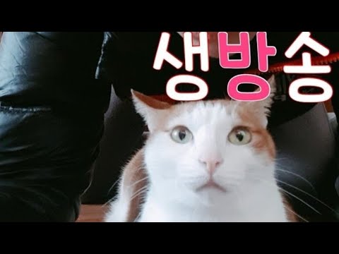 야브 오래만에 야외방송 유튜브 방송하고 취미로 공개발표
