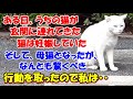 #113【猫のびっくりな話】ある日、うちの猫が玄関に連れてきた猫は妊娠していた。そして、母猫となったがなんとも驚くべき行動を取ったので私は思わず・・・育児放棄なのか・・