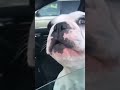 Singing dog #classicvines #fail #funny #funnyshorts #hilarious #vines #sleep