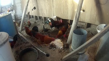 Neej tshiab mus saib qaib pem teb