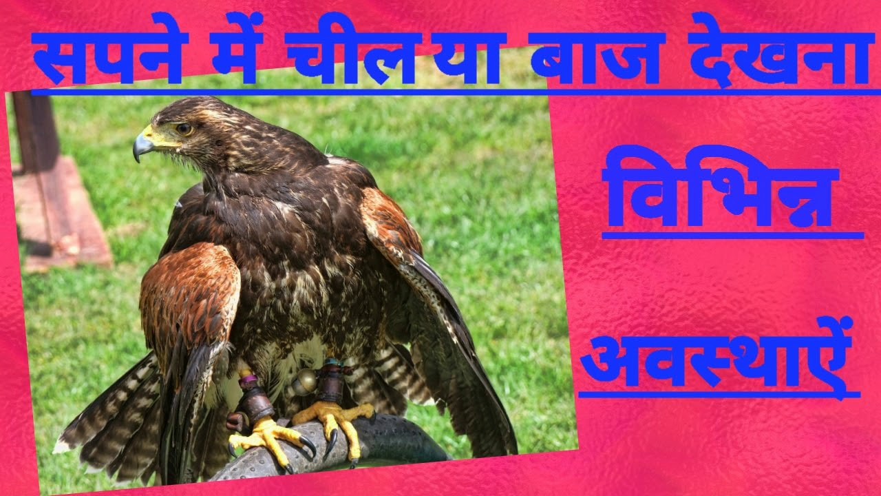 sapne mein cheel dekhna kaisa khwaab ki taabeer ramzan special dream knowledge ramadan by islamic dream knowledge sapne mein cheel dekhna kaisa khwaab ki taabeer ramzan special dream knowledge ramadan by islamic dream knowledge