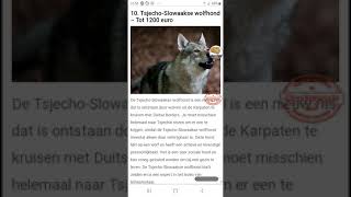 Top 10 Duurste Honden Super Duur En Schattig