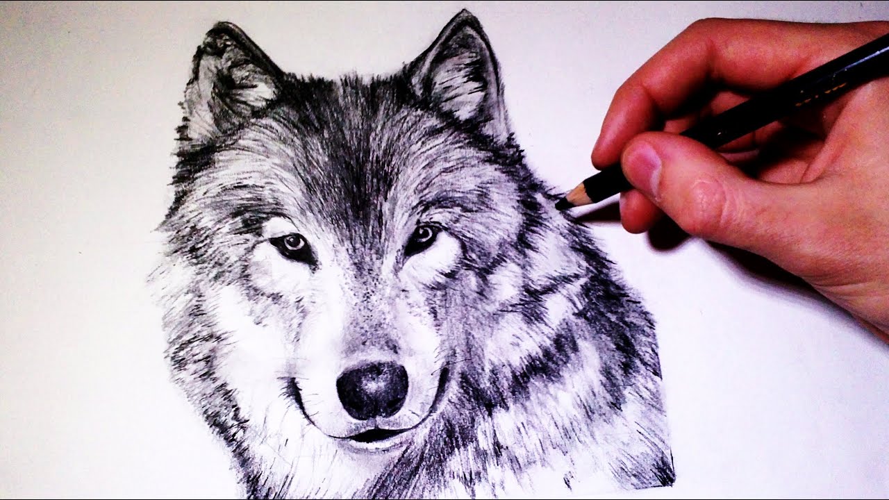 Wolf Speed Drawing - Art For Kids Hub 