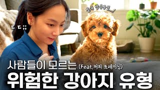 똑똑한 강아지일수록 위험해질 수 있다? 5개월미만 강아지 필수교육 퍼피클래스