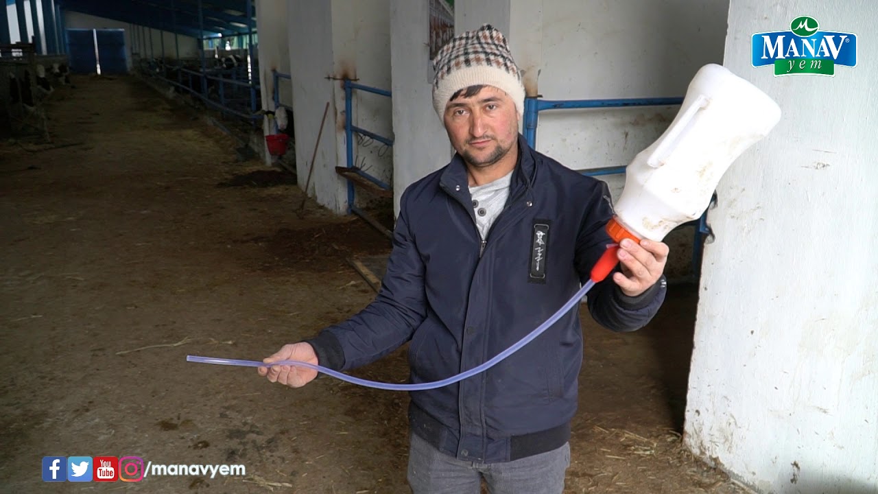 Emmeyen Buzağılarda Sonda Yöntemi | Gebeliklerde Başarının Yolu