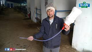 Emmeyen Buzağılarda Sonda Yöntemi Gebeliklerde Başarının Yolu