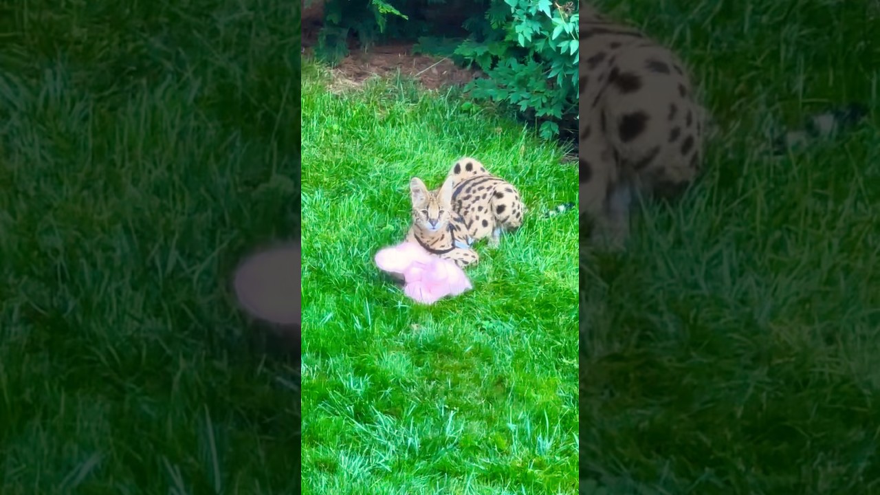 Верса сервал разговаривает 😹 #сервал #serval #кошка - YouTube