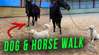 Dog Takes His Big Brother, Horse, for an Evening Walk