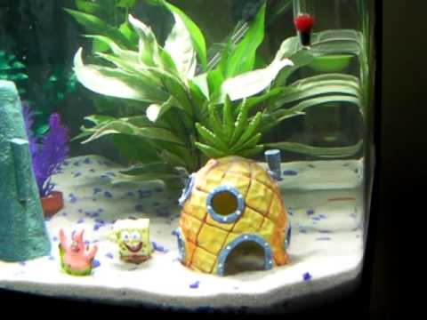 12g Aquarium With Spongebob Theme - YouTube