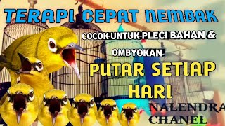 Terapi pleci Cepat nembak Paling Ampuh, menaikan Mental Agar Lebih Ngotot