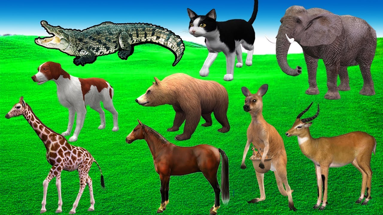 Learn Animals Name And Sound with A to Z Alphabet ABC Songs For Kids ...