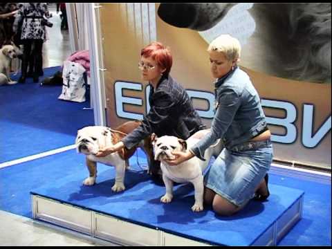 МЕЖДУНАРОДНОЕ ШОУ СОБАК ЕВРАЗИЯ - 2011 / RUSSIAN DOG SHOW Часть 2