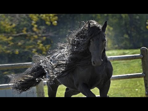 Video: Welche Pferderassen Gibt Es?