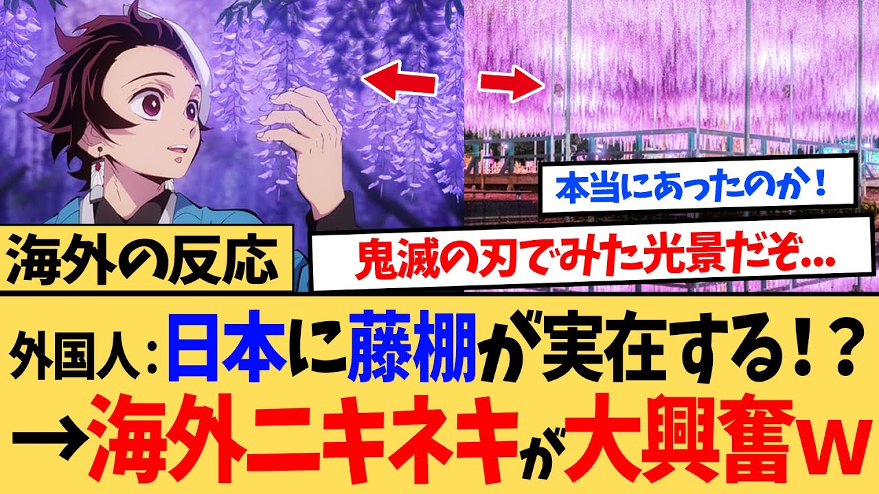 【海外の反応】海外「鬼滅の刃のあの藤棚が実在しただって！？」日本の藤棚と1000年以上続く歴史に世界中が大興奮する事態にｗｗ