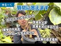 【ゆる〜く】質問にお答えします。アルテシマの剪定動画の補足です【観葉植物】【ゴムの木】