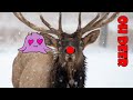 ALL of the Other Reindeer