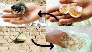 How to hatch eggs at home without incubator // Incubator plastic bag help sunlight 100% result