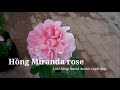 Hoa hồng Miranda - David Austin wedding rose tuyệt đẹp