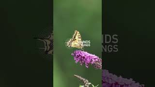 Magnifying The Microscopic Sound World, The Enchanting Fluttering Of Erfly Wings.