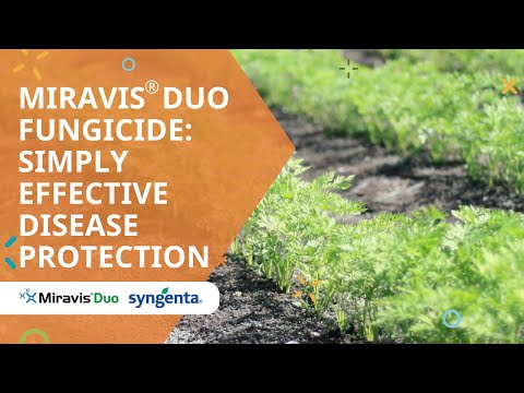 Fungisida Miravis® Duo: Perlindungan Penyakit Yang Cukup Efektif