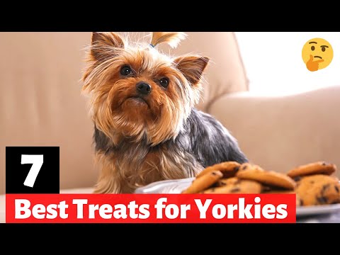 Video: Memilih Suplemen Bersama Terbaik untuk Yorkie - 6 Hal yang Harus Anda Ketahui