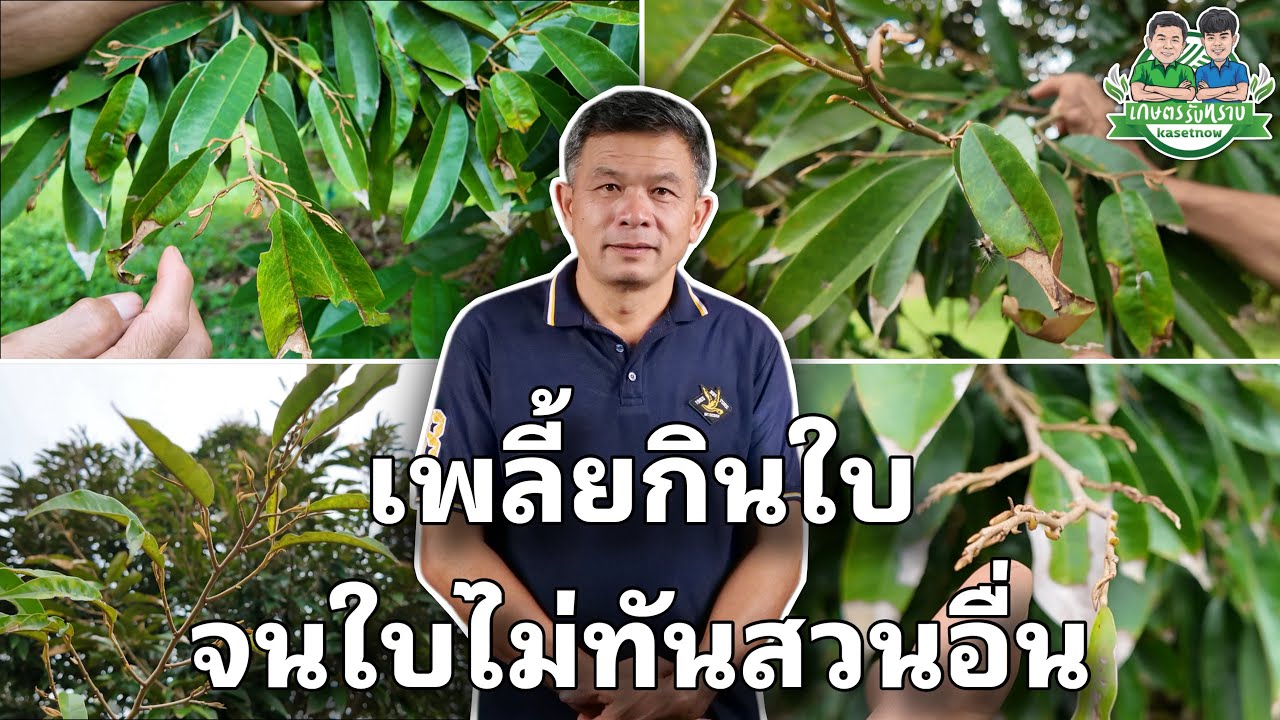 วิธีการกำจัดเพลี้ยให้อยู่หมัดและวิธีการสังเกตลักษณะใบที่เกิดจากการเข้าทำลายของเพลี้ย