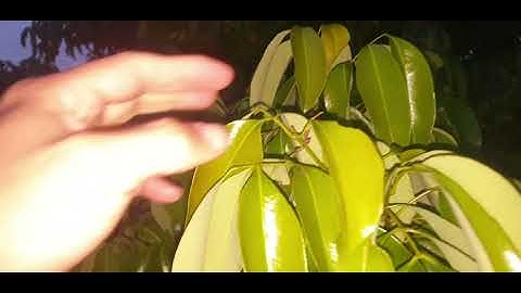 Vải Thiều Lục Ngạn Chờ Mãi Mới Được Cơn Lạnh Sâu l Núi Đồi Lục Ngạn