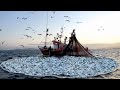 Amazng Trawl Net Fishing Boat Catch a Lot of Fish - Cutting, Cleaning, Canning fish in the factory