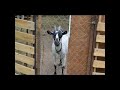 Дульсинея - коза с душой собаки