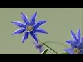 no cloth simulation，also blooming flower naturally and no clip through in blender