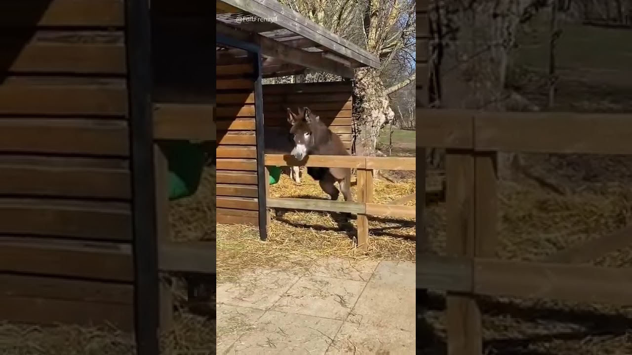 Ver Donkey Falls Over Fence no YouTube Ver Donkey Falls Over Fence no YouTube