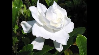 Poda de Jazmín del Cabo (Gardenia Jasminoides) - YouTube