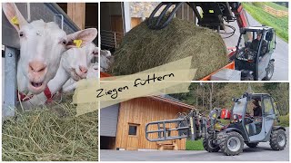 Ziegen füttern | feeding goats | Weidemann T4512 | Auer Rundballenauflöser | Futterförderband