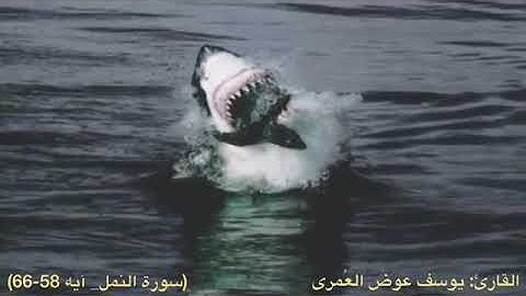 القارائ : يوسف العُمري | سورة النمل 58_66