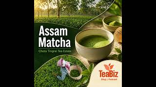 Ep 243 | Assam Matcha Debuts | Caffeine Labels Favor Tea | Jasmine Harvest at Risk