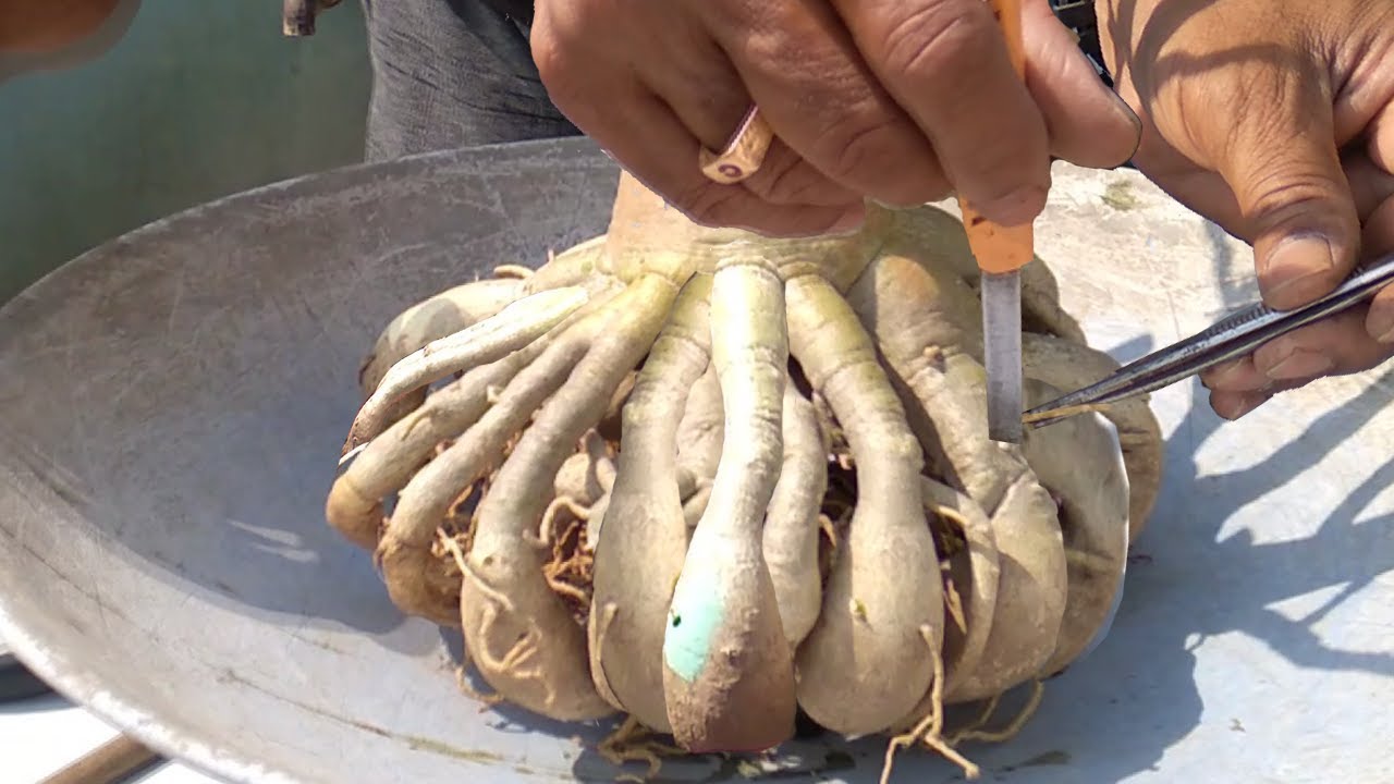 Bonsai Training of an Adenium Obesum Plant (Spectacular Roots in 3rd ...