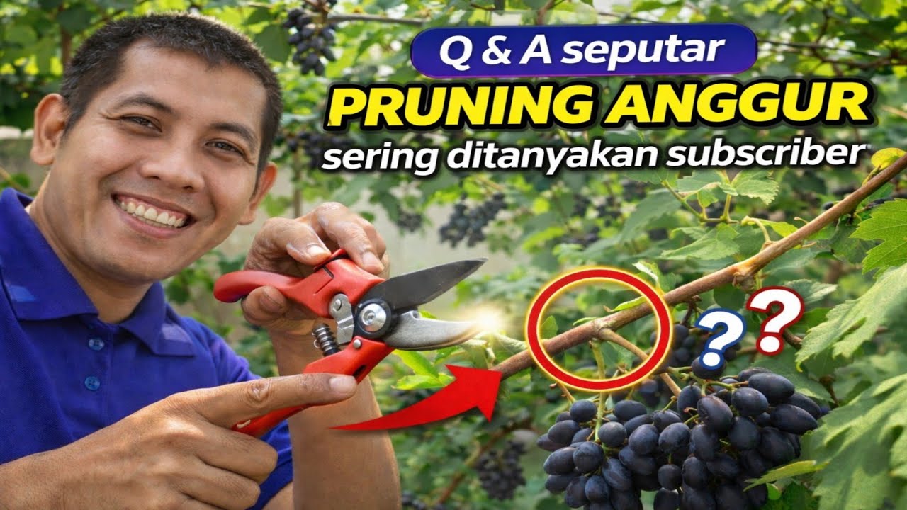 Q&A Seputar Pruning Anggur Import: Rangkuman Pertanyaan Subscriber....!!
