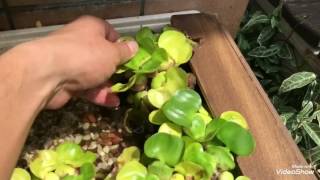 めだか水槽 屋外メダカ池 水換え不要 ずぼら飼育 Youtube めだか水槽 屋外メダカ池 水換え不要 ずぼら飼育 Youtube