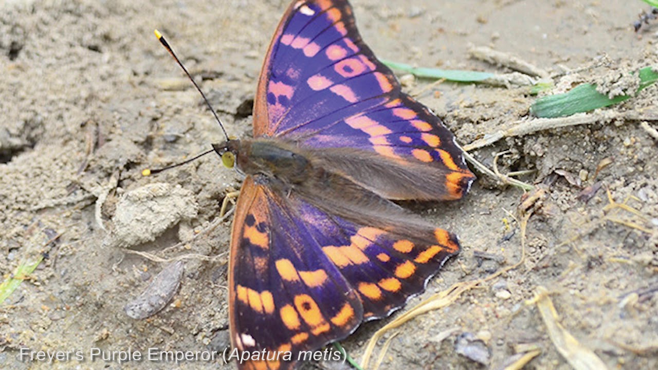 camera iphone 8 plus apk Bulgaria with Speyside Wildlife