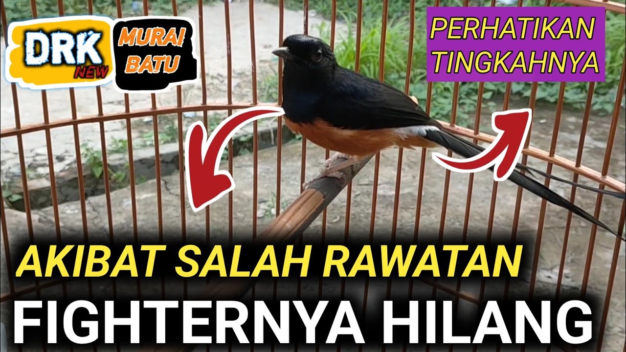 DARI TINGKAH LAKUNYA SAJA MURAI BATU INI JELAS HILANG FIGHTERNYA | CARA MERAWAT MURAI BATU