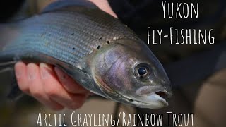 Yukon Fly Fishing For Arctic Grayling & Rainbow Trout by GTZ Outdoors 1,781 views 2 years ago 14 minutes, 30 seconds
